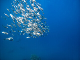 Fototapeta na wymiar Underwater scene with a school of Indian mackerels in coral reef of the Red Sea 
