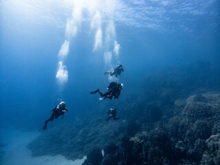 Group of divers are doing Scuba Diving on a Coral Reef
