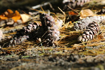 Tannenzapfen am Waldboden