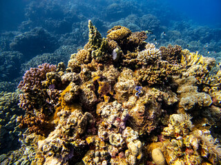 Plakat Underwater scene with exotic fishes and coral reef of the Red Sea 