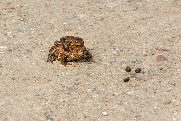 Frog in the sand. The European toad (Coccinellus coccinellus)
Two frogs mating on the ground in the morning sun. 