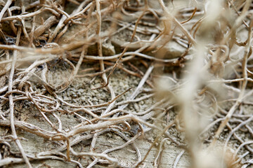 branches of plant on the wall