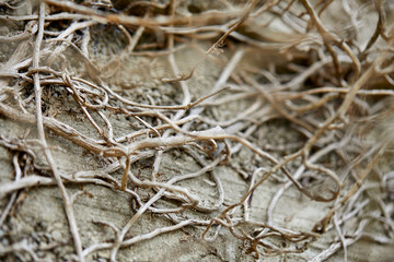 branches of plant on the wall