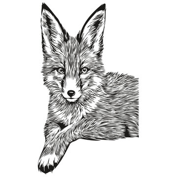 Cute fox on white background, hand draw illustration fox cub