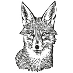 fox logo, black and white illustration hand drawing fox cub
