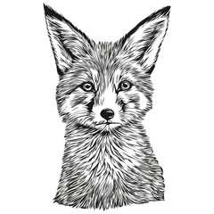 fox sketchy, graphic portrait of a fox on a white background, fox cub