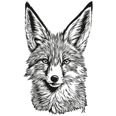 Obraz premium fox vector illustration line art drawing black and white fox cub