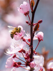 bee on a blossom