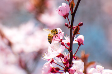 bee on a blossom
