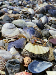 The concept of a wedding. Gold ring on a seashell
