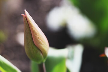 red tulips in the garden in spring on a sunny day cover background postcard spring flowers