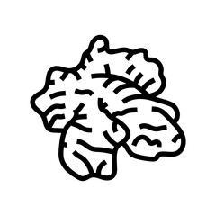 ginger food herb line icon vector illustration