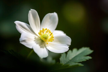 Close-up of a delicate, white anemone flower, its soft petals surrounding a golden center, set against a blurred background of rich green foliage.