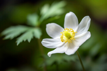 Close-up of a delicate, white anemone flower, its soft petals surrounding a golden center, set against a blurred background of rich green foliage.