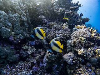 Underwater scene with two Red Sea bannerfish in coral reef of the Red Sea
