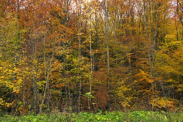 an autumn landscape. View of an autumn forest with yellow leaves