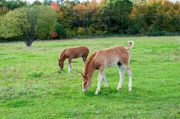 Naklejka na ściany i meble Foals graze and rest in the pasture