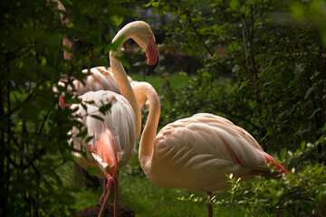 pink flamingos in the zoo enclosure