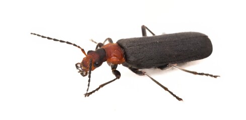 A beetle with orange head