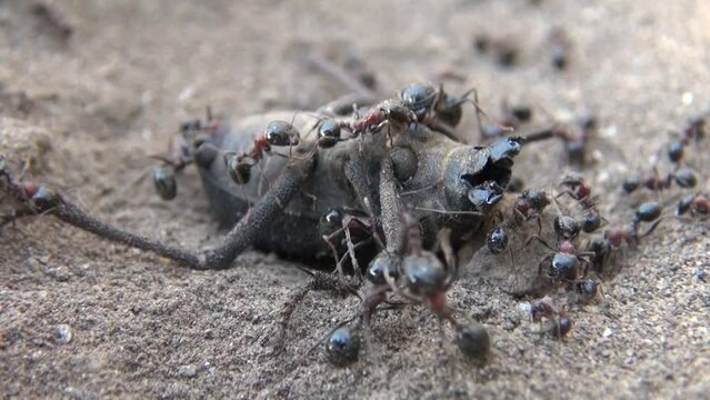 Ants devour the remains of the beetle Carabus hortensis