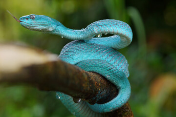 Blue viper snake closeup face, viper snake, blue insularis, Trimeresurus Insularis, animal closeup