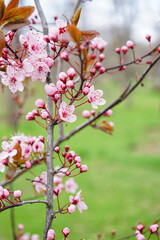 Beautiful blossoming branch on spring day, closeup