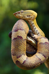 Tropidolaemus subannulatus closeup, Wagleri viper closeup head on isolated background, Closeup snake, Indonesian Viper snake