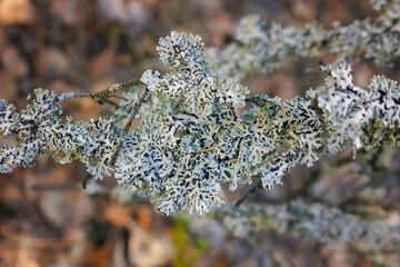Fototapeta premium Hypogymnia physodes monk's-hood lichen lichen on tree branch in forest closeup selective focus.