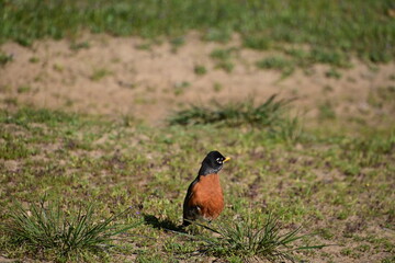 robin in the grass