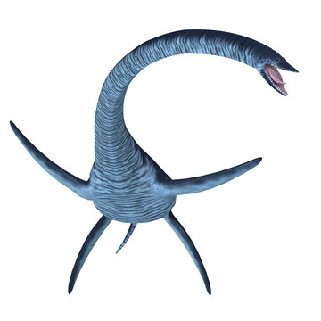 Elasmosaurus Plesiosaur - Elasmosaurus was a marine plesiosaur reptile that lived in North America seas in the Cretaceous Period.