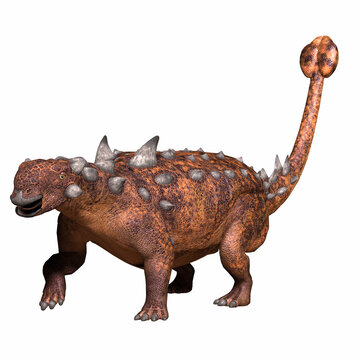 Euoplocephalus Ankylosaurus - Euoplocephalus was an Ankylosaur armored dinosaur that lived in Alberta, Canada during the Cretaceous Period.