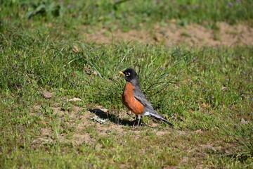 robin on the grass