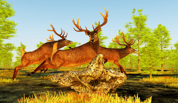 Red Deer jump Dead Tree - The Red deer is native to Europe, Asia, Iran and Africa is one of the largest species of ungulates.
