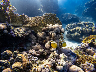 Underwater scene with two blue-cheeked butterflyfishes (Chaetodon semilarvatus) in coral reef of...