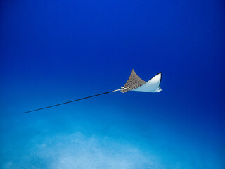 Underwater scene with spotted eagle ray (Aetobatus narinari) swimming in the Red Sea
