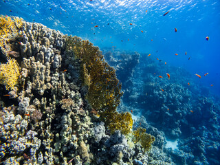 Underwater scene with exotic fishes and coral reef of the Red Sea
