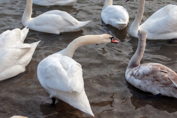 white swan paws on the ice reflecting