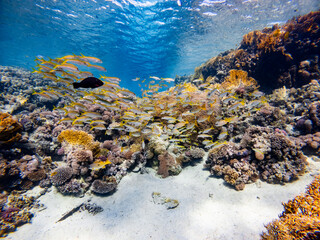 Underwater scene with a school of yellowfin goatfish in coral reef of the Red Sea
