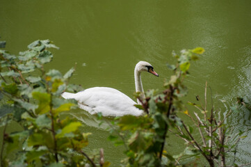 Obraz premium A white majestic swan floats in front of a wave of water. Young swan in the middle of the water. Drops on a wet head.