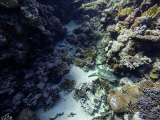 Fototapeta na wymiar Underwater scene with green sea turtle (Chelonia mydas) in coral reef of the Red Sea 