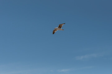 Heermann's Gull (Larus Heermanni)