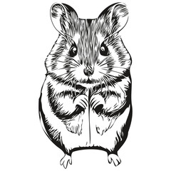 Portrait of a cute hamster on a white background hamsters