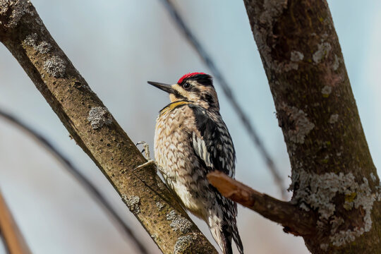  The yellow-bellied sapsucker (Sphyrapicus varius) is a medium-sized woodpecker that breeds in Canada and the north-northeastern United States.