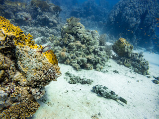 Underwater scene with exotic fishes and coral reef of the Red Sea
