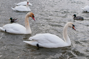 white swans group on the lake swim well under the bright sun