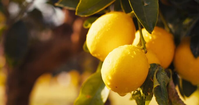 Lemon tree with ripe yellow lemons at sunset, close-up