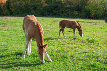 brown mare with foal in the mountains on a beautiful sunny day