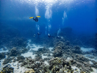 Group of divers are doing Scuba Diving on a Coral Reef
