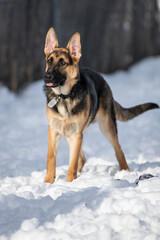 Playful and energetic, a German Shepherd bounds through a snowy wonderland, its tongue lolling out in pure joy. A winter scene filled with canine exuberance, freedom and fun