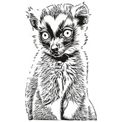 Lemur sketch, hand drawing of wildlife, vintage engraving style, vector illustration Lemurs © Сергей Тарасюк